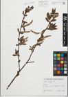 Foto von Salix fragilis L.